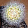 Mammillaria_duwei_variegata
